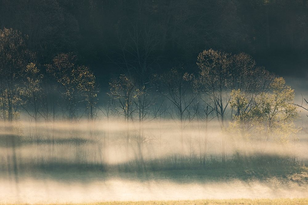 Foggy meadow at sunrise-Cades Cove-Smoky Mountains National Park-Tennessee art print by Adam Jones for $57.95 CAD