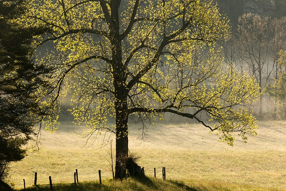 Tree backlit at sunrise-Cades Cove-Cades Cove-Smoky Mountains National Park-Tennessee art print by Adam Jones for $57.95 CAD