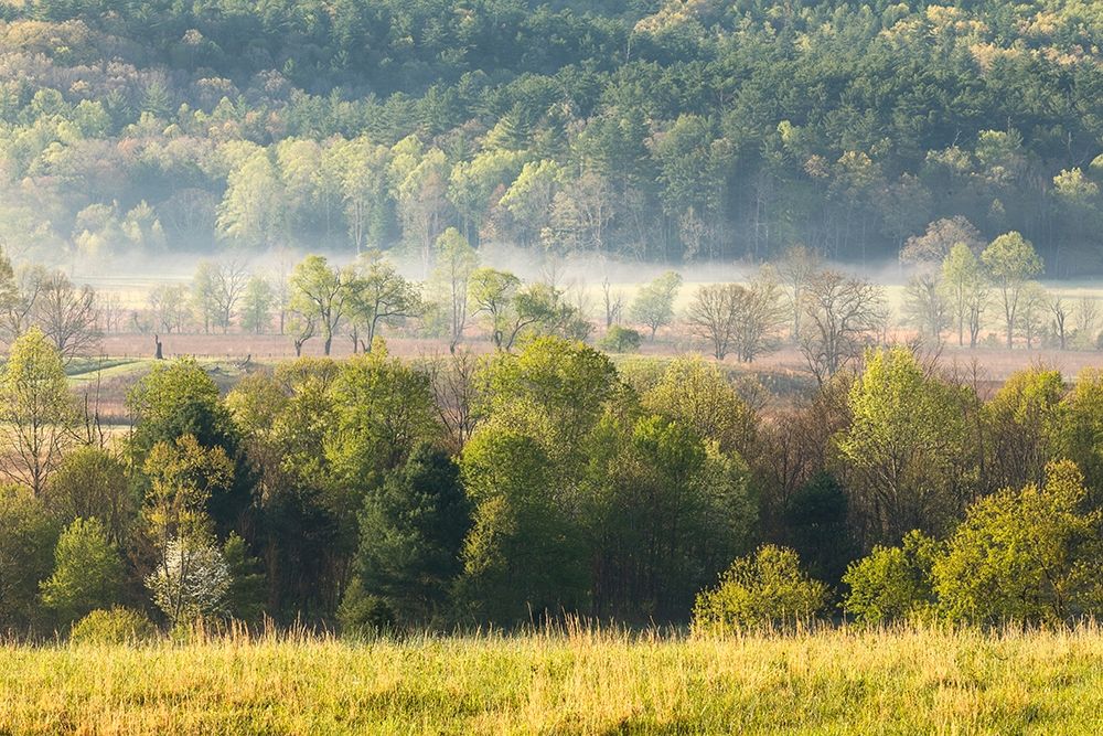 Foggy meadow at sunrise-Cades Cove-Smoky Mountains National Park-Tennessee art print by Adam Jones for $57.95 CAD