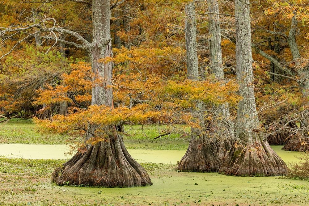 Autumn view of Bald Cypress trees-Reelfoot Lake State Park-Tennessee art print by Adam Jones for $57.95 CAD