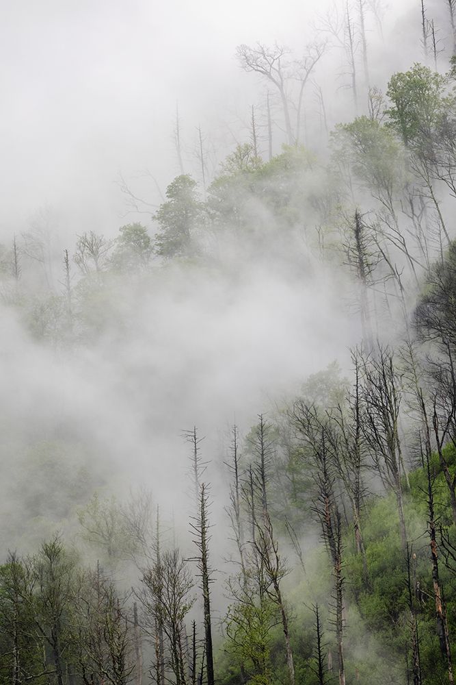 Fog drifting through black burned trees on mountain side-Great Smoky Mountains National Park art print by Adam Jones for $57.95 CAD