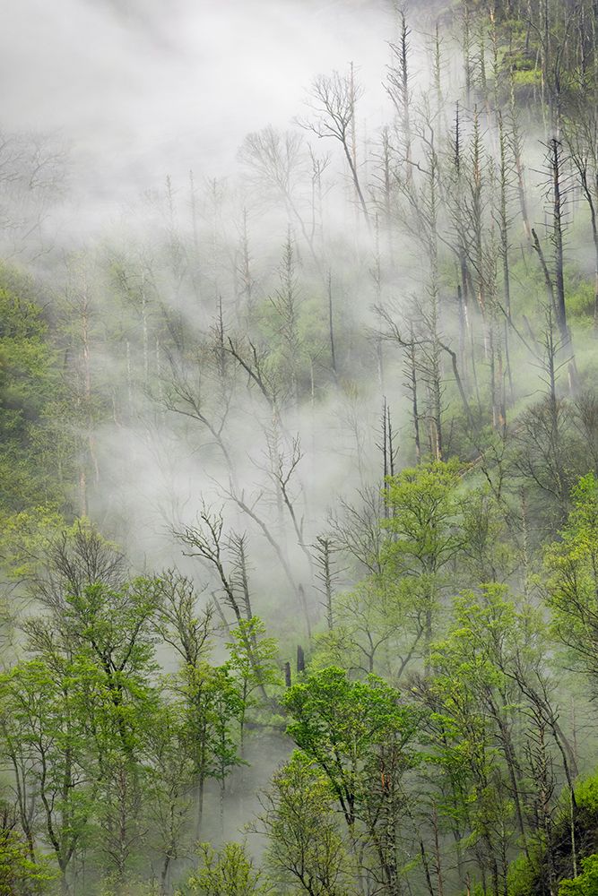 Fog drifting through black burned trees on mountain side-Great Smoky Mountains National Park art print by Adam Jones for $57.95 CAD