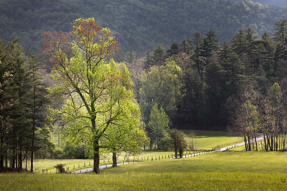 Loop road through Cades Cove passing beneath trees-Great Smoky Mountains National Park art print by Adam Jones for $57.95 CAD
