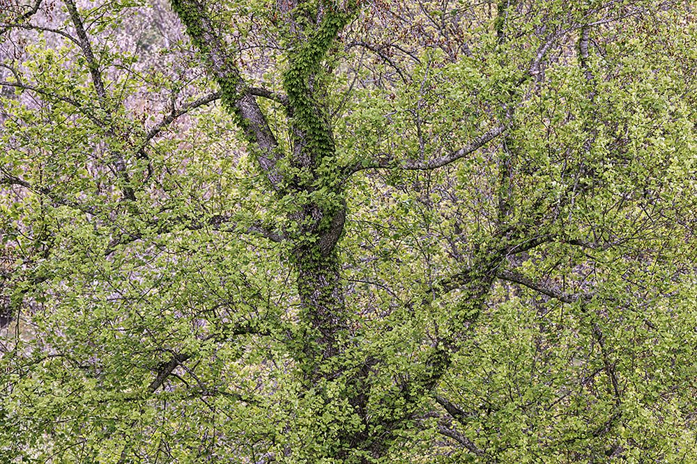 Pattern of spring leaves and tree branches-Cades Cove-Great Smoky Mountains National Park-Tennessee art print by Adam Jones for $57.95 CAD