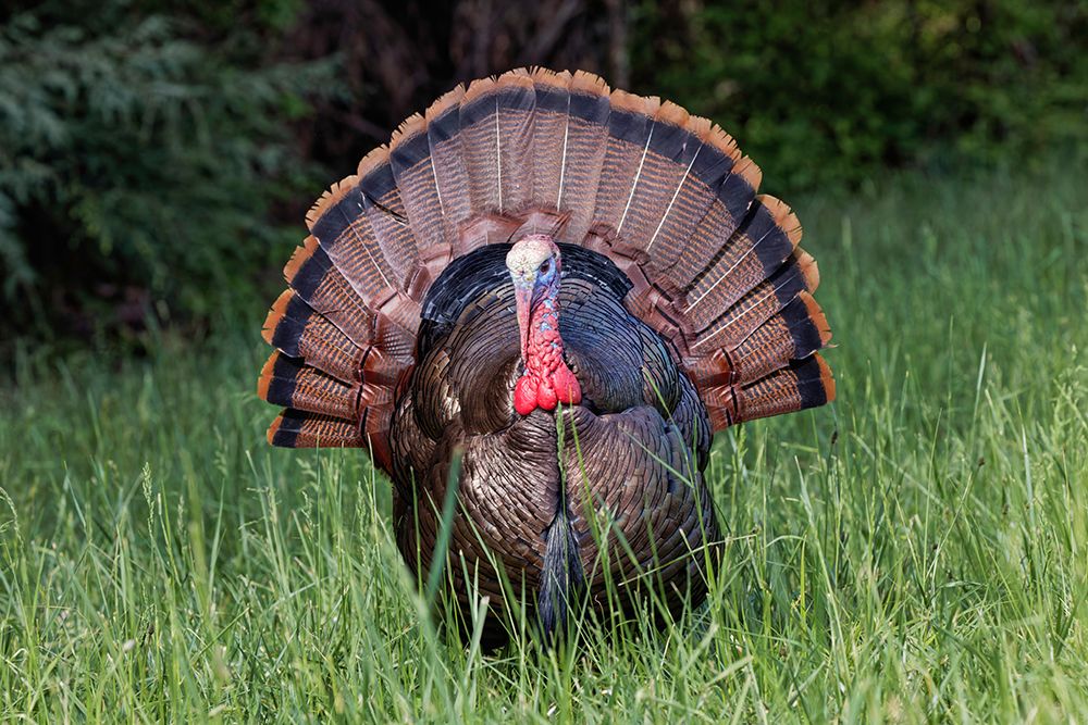 Male wild turkey in full breeding display Great Smoky Mountains-National Park-Tennessee art print by Adam Jones for $57.95 CAD