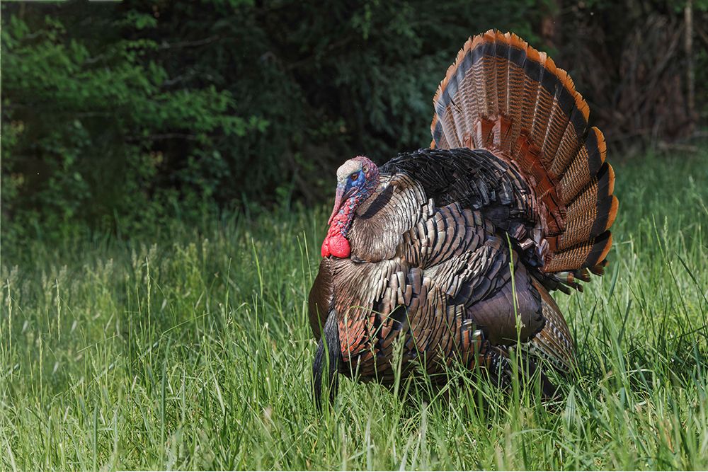 Male wild turkey in full breeding display Great Smoky Mountains-National Park-Tennessee art print by Adam Jones for $57.95 CAD