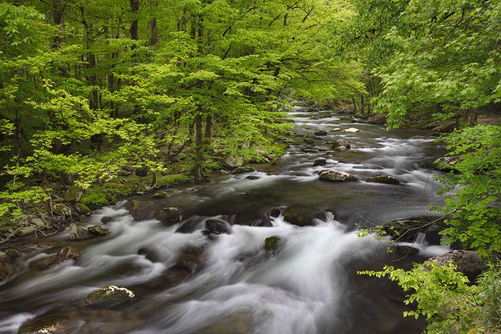 Spring view of forest along Middle Prong of Little Pigeon River-Great Smoky Mountains National Park art print by Adam Jones for $57.95 CAD