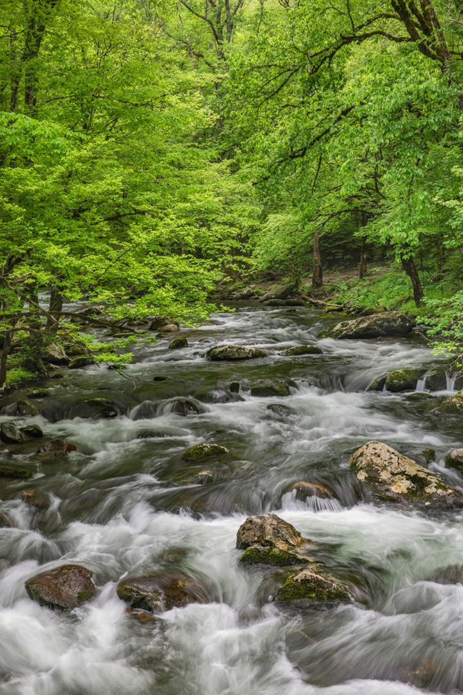 Spring view of forest along Middle Prong of Little Pigeon River-Great Smoky Mountains National Park art print by Adam Jones for $57.95 CAD