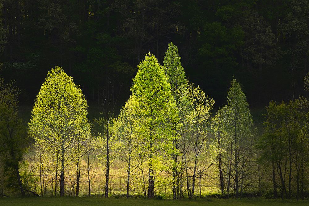 Morning view of backlit row of trees-Cades Cove-Great Smoky Mountains National Park-Tennessee art print by Adam Jones for $57.95 CAD