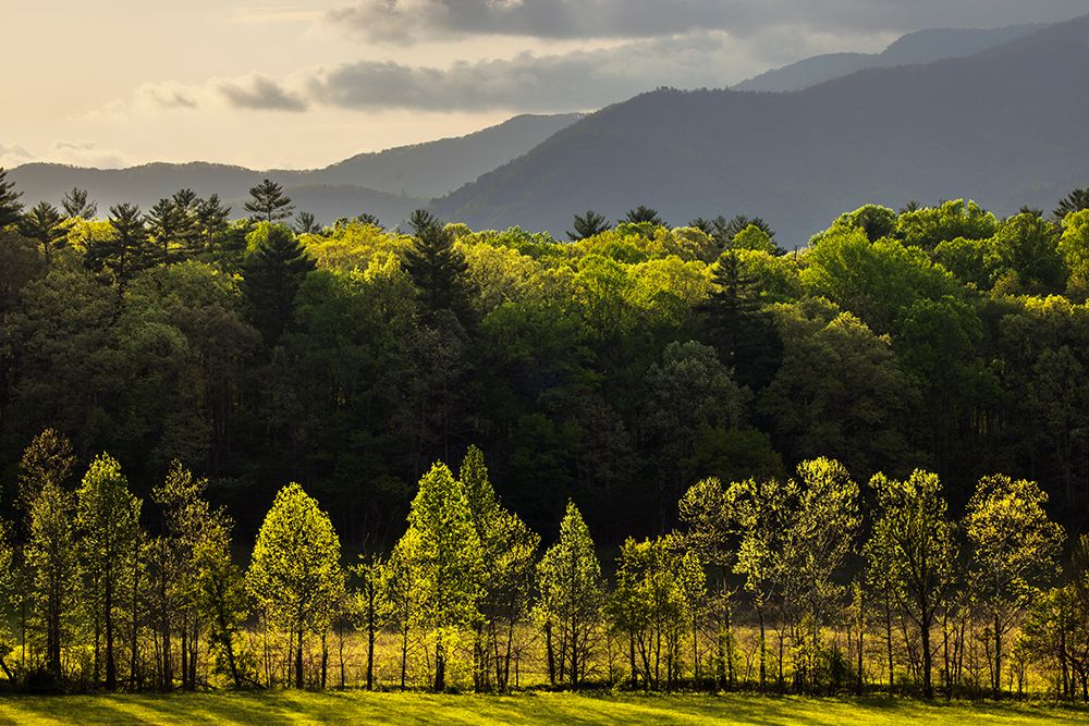 Morning view of backlit row of trees-Cades Cove-Great Smoky Mountains National Park-Tennessee art print by Adam Jones for $57.95 CAD
