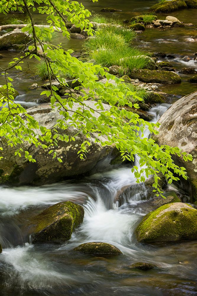 Mountain stream cascading over rocks-Great Smoky Mountains National Park-Tennessee art print by Adam Jones for $57.95 CAD
