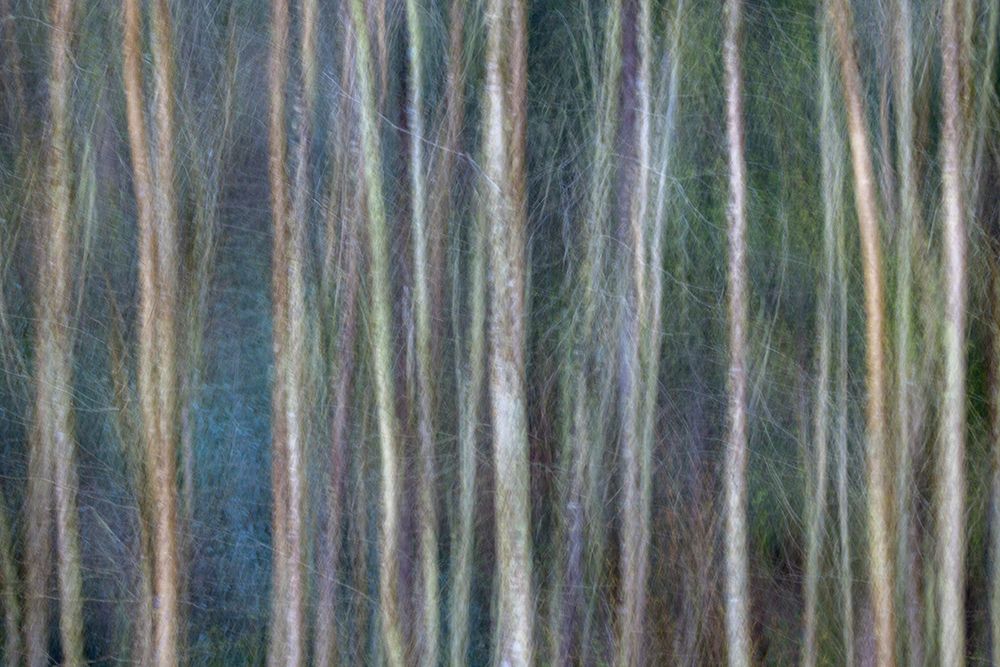 Abstract view of tree trunks-Great Smoky Mountains National Park-Tennessee art print by Adam Jones for $57.95 CAD