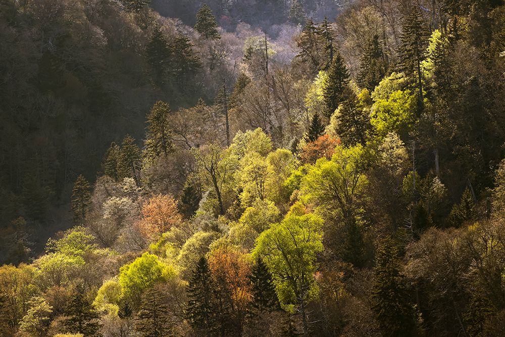 Sunset light on valley from Morton Overlook, Great Smoky Mountains National Park, Tennessee art print by Adam Jones for $57.95 CAD