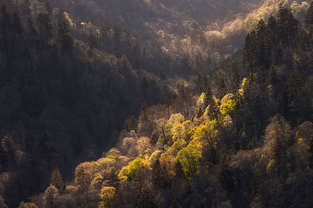 Sunset light on valley from Morton Overlook, Great Smoky Mountains National Park, Tennessee art print by Adam Jones for $57.95 CAD