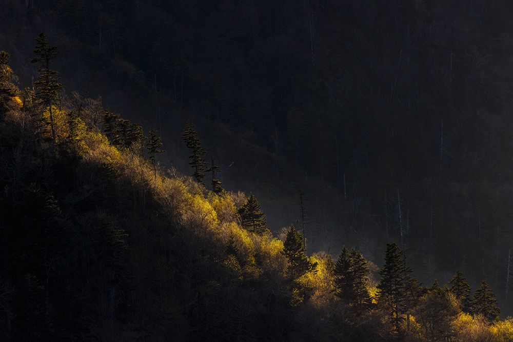 Sunset light on valley from Morton Overlook, Great Smoky Mountains National Park, Tennessee art print by Adam Jones for $57.95 CAD
