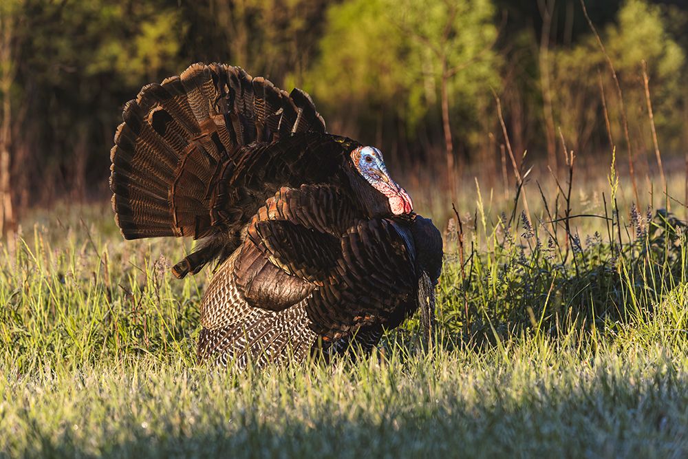 Male wild turkey displaying for females, Cades Cove, Great Smoky Mountains National Park, Tennessee art print by Adam Jones for $57.95 CAD