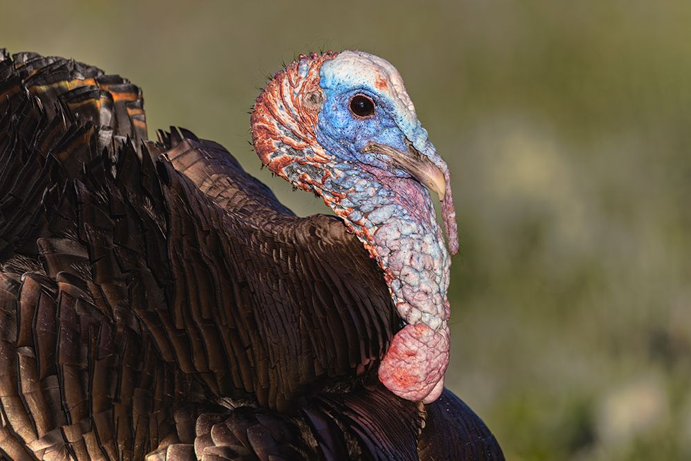 Male wild turkey displaying for females, Cades Cove, Great Smoky Mountains National Park, Tennessee art print by Adam Jones for $57.95 CAD