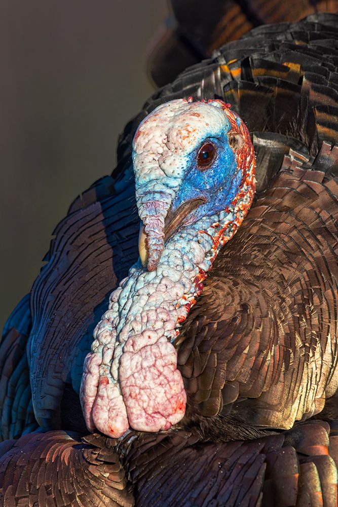 Male wild turkey displaying for females, Cades Cove, Great Smoky Mountains National Park, Tennessee art print by Adam Jones for $57.95 CAD