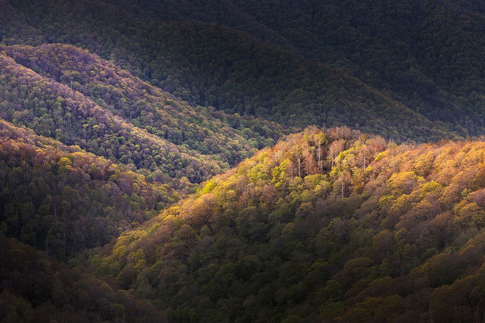 Spring foliage on mountain forest, Great Smoky Mountains National Park, Tennessee art print by Adam Jones for $57.95 CAD