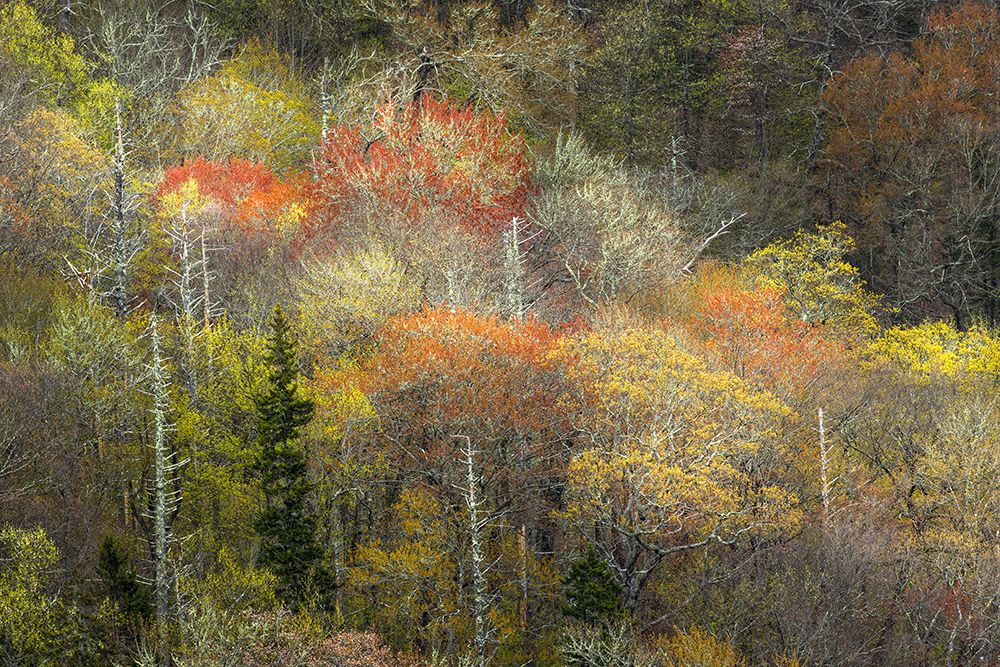 Spring foliage on mountain forest, Great Smoky Mountains National Park, Tennessee art print by Adam Jones for $57.95 CAD