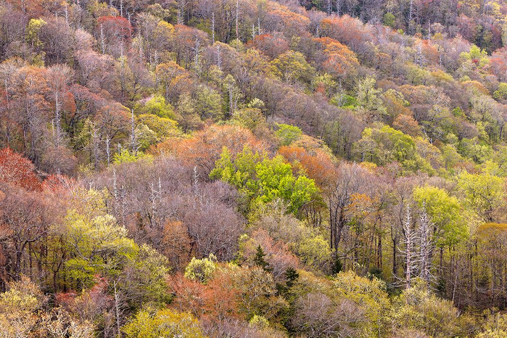 Spring foliage on mountain forest, Great Smoky Mountains National Park, Tennessee art print by Adam Jones for $57.95 CAD