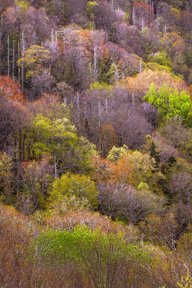 Spring foliage on mountain forest, Great Smoky Mountains National Park, Tennessee art print by Adam Jones for $57.95 CAD