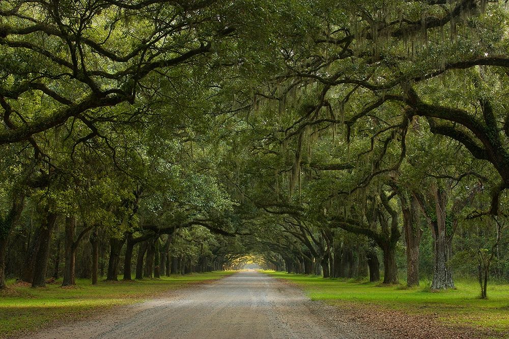 Live Oak Alley-Wormsloe Plantation-Savannah-USA art print by Anna Miller for $57.95 CAD