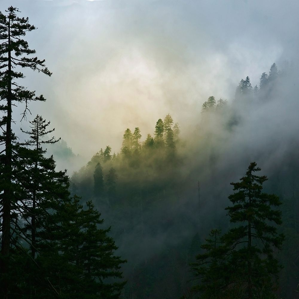 Mountain Clouds at Newfound Gap-Smoky Mountains National Park-Tennessee-USA art print by Anna Miller for $57.95 CAD
