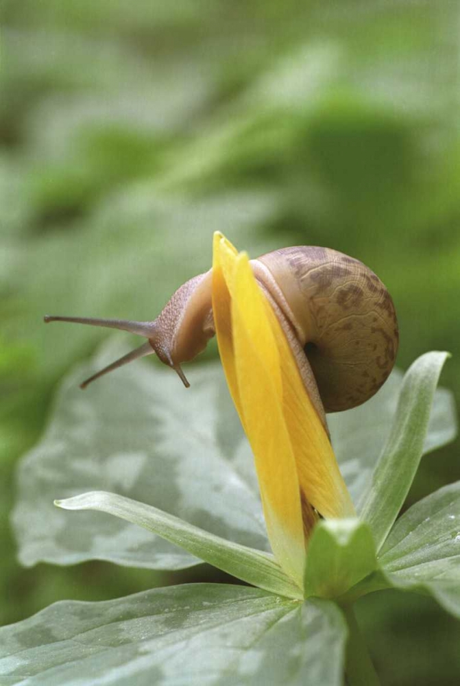TN, Great Smoky Mts Snail on trillium flower art print by Don Paulson for $57.95 CAD