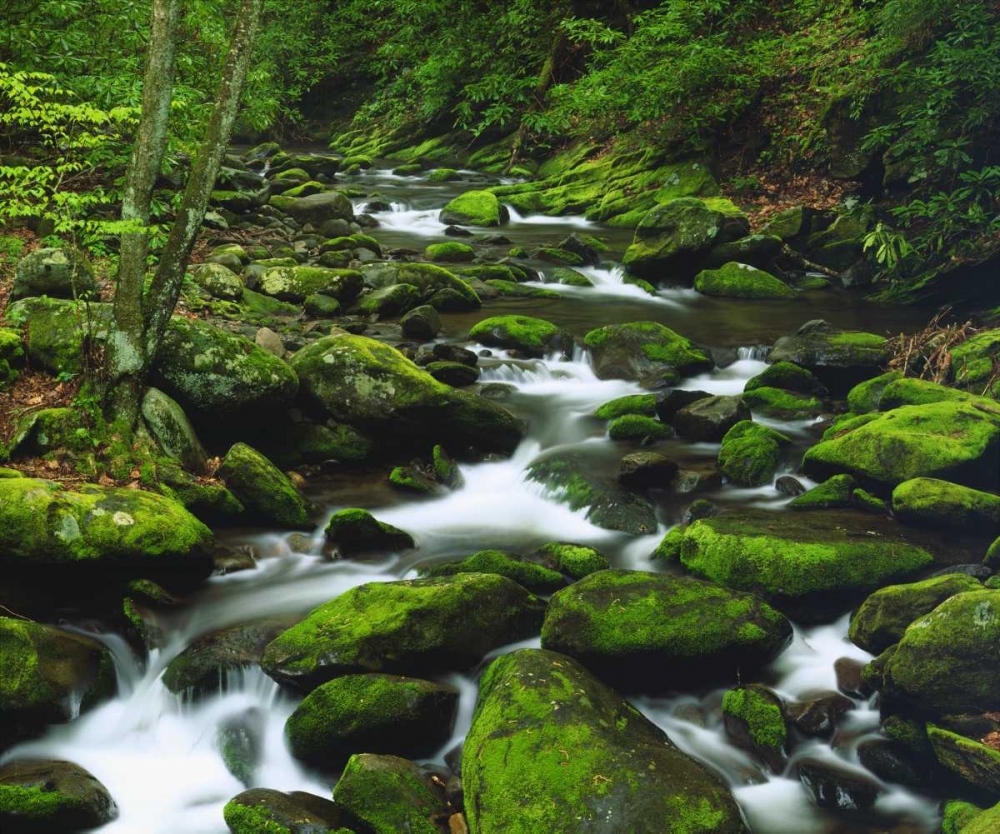 Tennessee, Stream in The Great Smoky Mts art print by Christopher Talbot Frank for $57.95 CAD