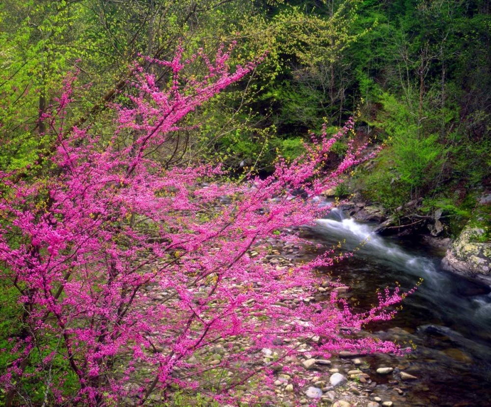 TN, Great Smoky Mountain Redbuds in the forest art print by Christopher Talbot Frank for $57.95 CAD