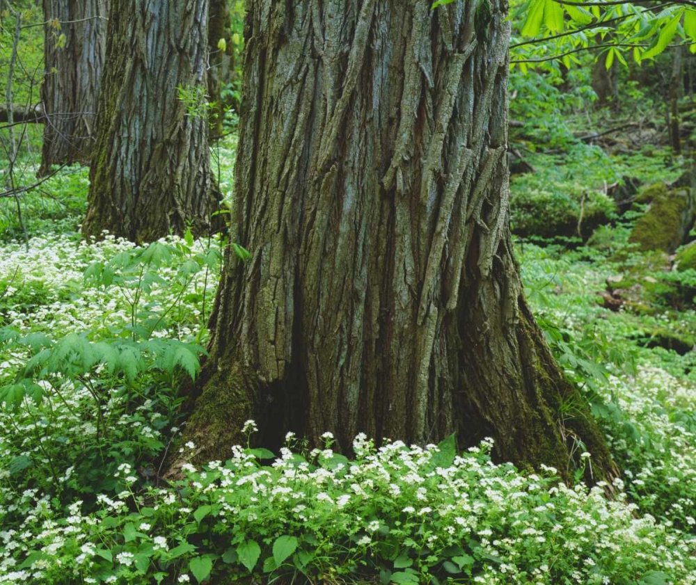 TN, Great Smoky Mountain NP Old-growth trees art print by Christopher Talbot Frank for $57.95 CAD