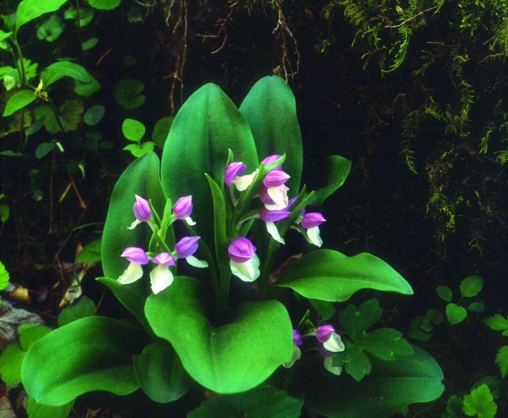 TN, Showy Orchis in Great Smoky Mountain NP art print by Christopher Talbot Frank for $57.95 CAD