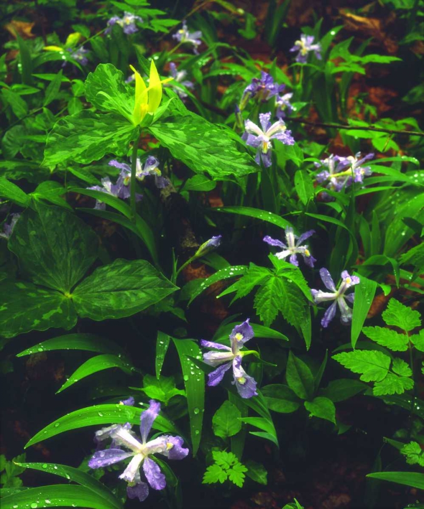 TN, Wildflowers in Great Smoky Mountain NP art print by Christopher Talbot Frank for $57.95 CAD
