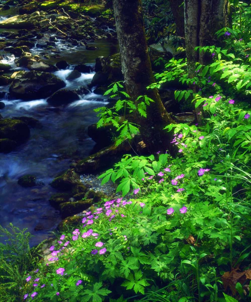 TN, flowers along a stream in The Great Smoky Mts art print by Christopher Talbot Frank for $57.95 CAD