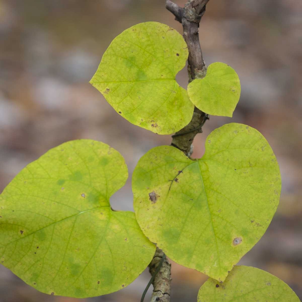 USA, Tennessee Heart-shaped vine leaves art print by Don Paulson for $57.95 CAD