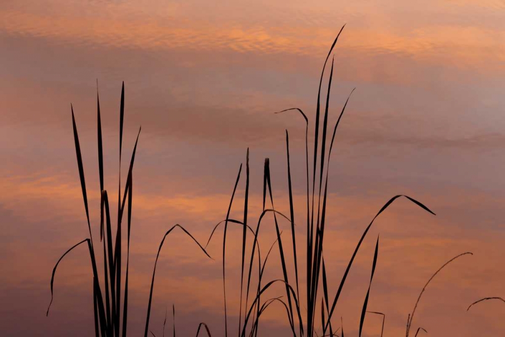 TN, Falls Creek Falls SP Sunrise on cattails art print by Don Paulson for $57.95 CAD