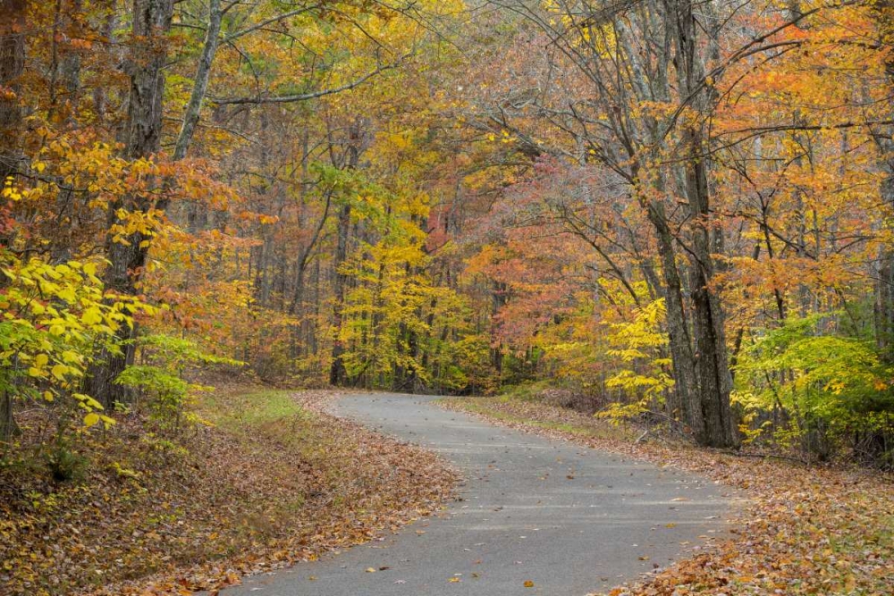 TN, Falls Creek Falls SP Road through forest art print by Don Paulson for $57.95 CAD
