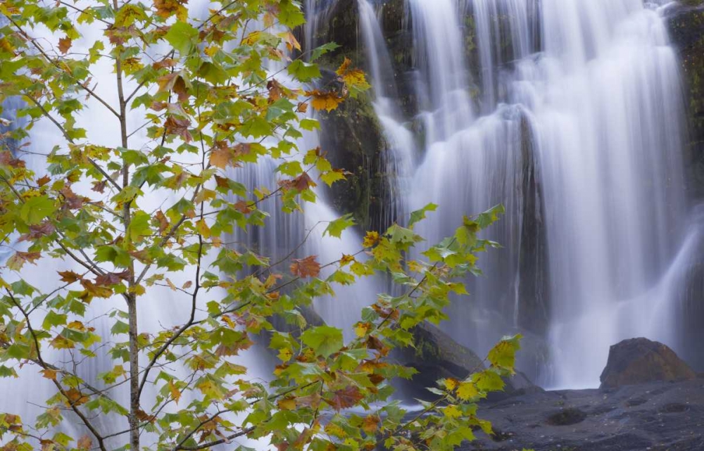 USA, Tennessee Maple tree and Bald Creek Falls art print by Don Paulson for $57.95 CAD