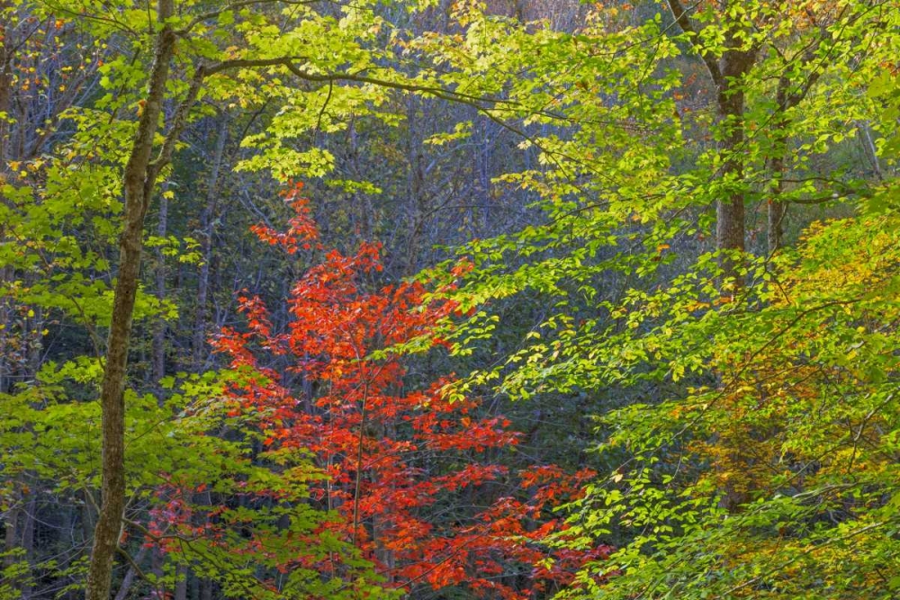 Tennessee Autumn foliage in Cherokee NF art print by Don Paulson for $57.95 CAD