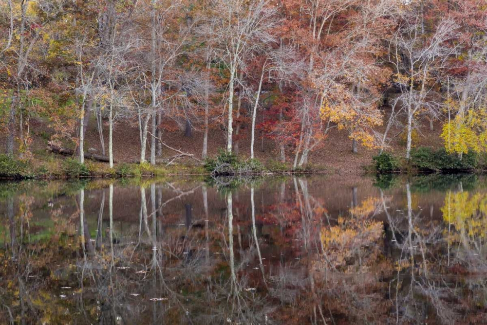 TN, Cumberland Mountain SP Byrd Lake, Tennessee art print by Don Paulson for $57.95 CAD