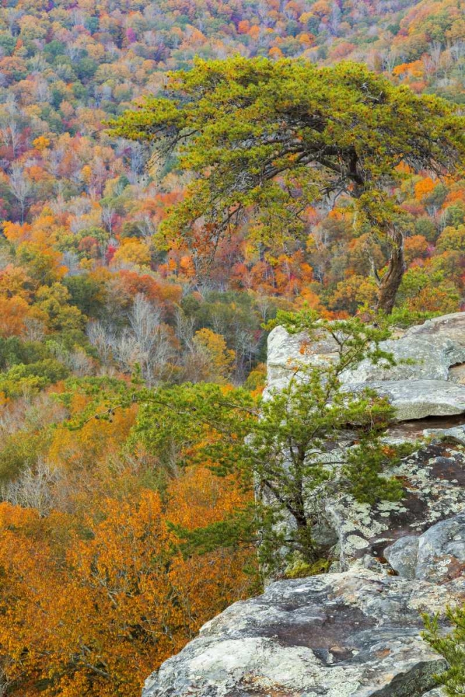 TN, Fall Creek Falls SP Buzzards Roost art print by Don Paulson for $57.95 CAD
