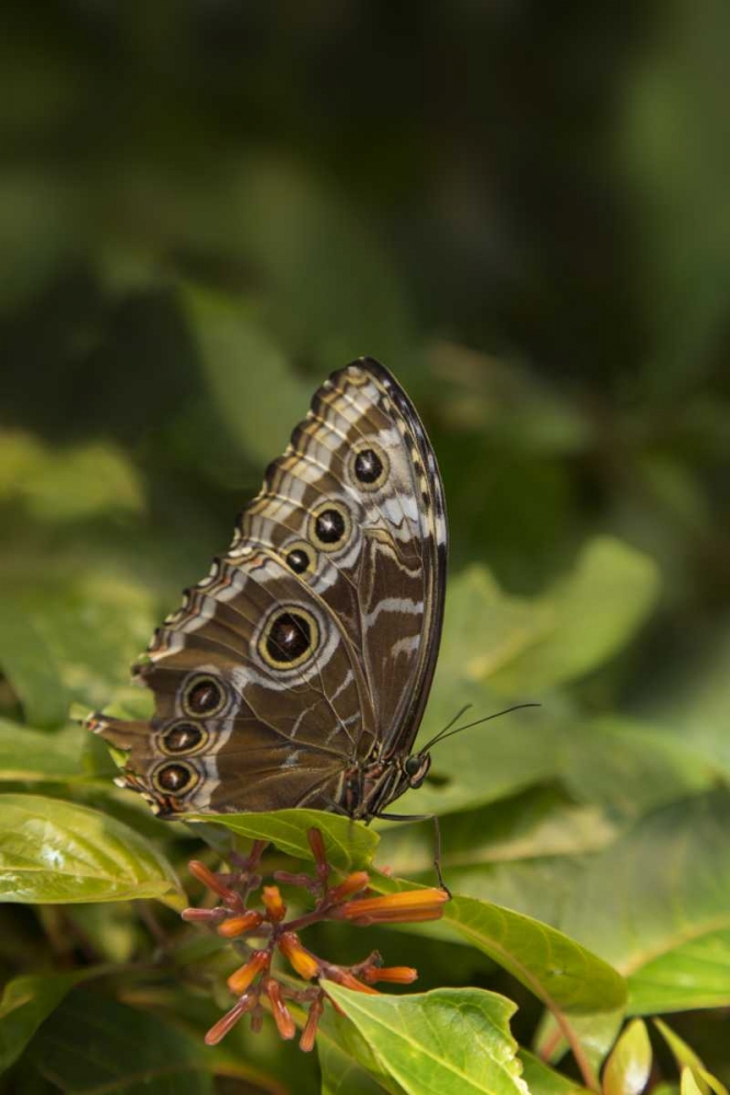Tennessee, Chattanooga Giant owl butterfly art print by Don Grall for $57.95 CAD