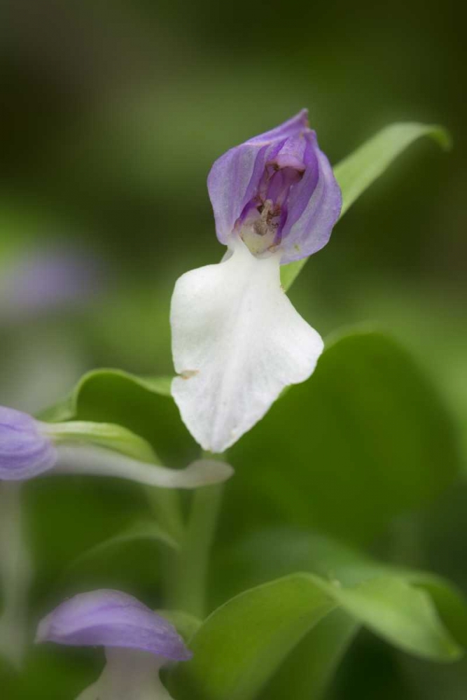 Tennessee, Great Smoky Mts Showy orchis orchid art print by Don Grall for $57.95 CAD
