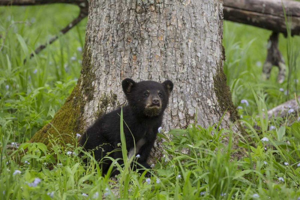 TN, Great Smoky Mts Black bear cub next to tree art print by Don Grall for $57.95 CAD