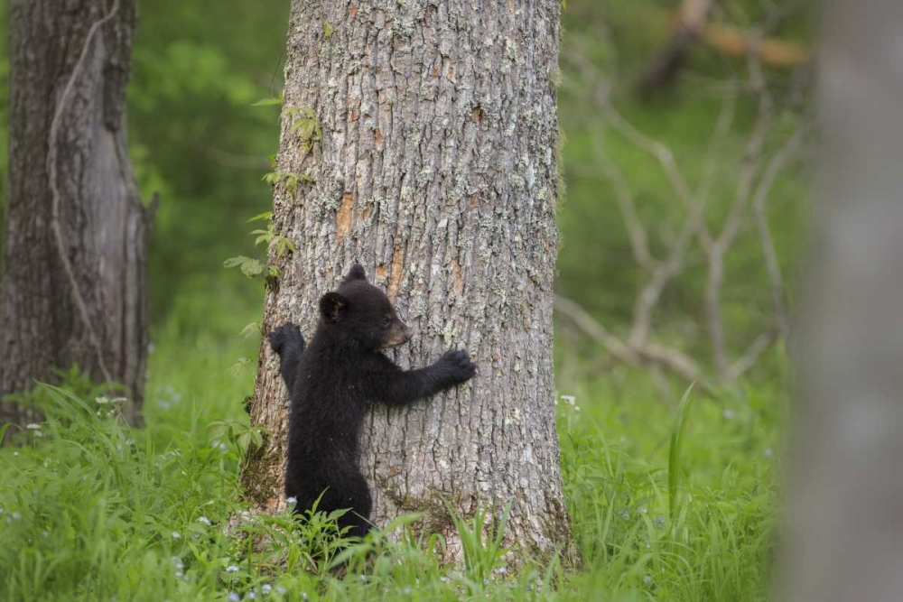 TN, Great Smoky Mts Black bear cub climbing art print by Don Grall for $57.95 CAD