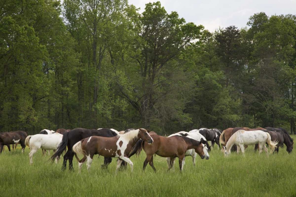 TN, Great Smoky Mts Horses in Cades Cove art print by Don Grall for $57.95 CAD