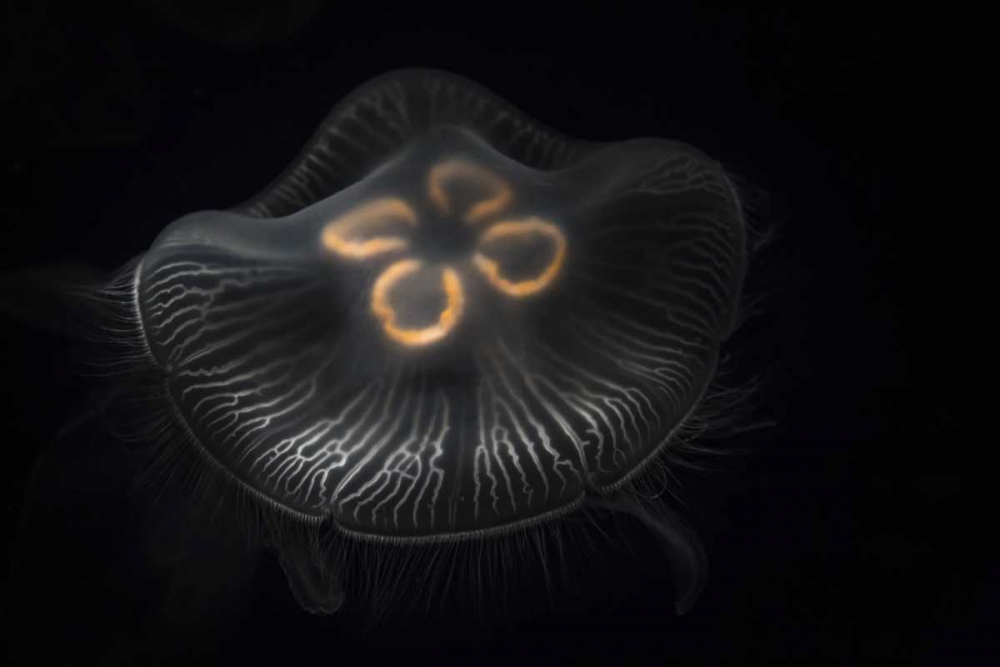 Tennessee, Chattanooga Moon jellyfish art print by Don Grall for $57.95 CAD