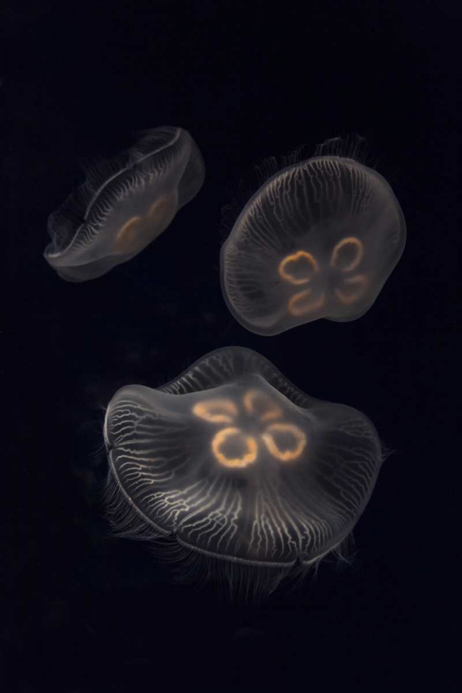 Tennessee, Chattanooga Moon jellyfish art print by Don Grall for $57.95 CAD