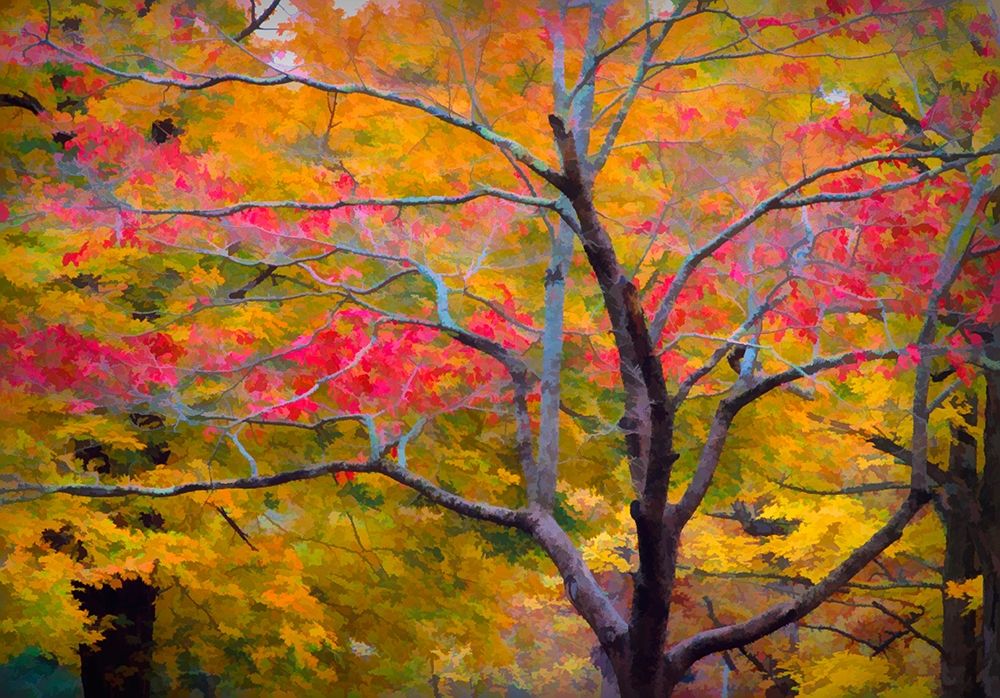 Tennessee Abstract of autumn forest landscape art print by Jaynes Gallery for $57.95 CAD